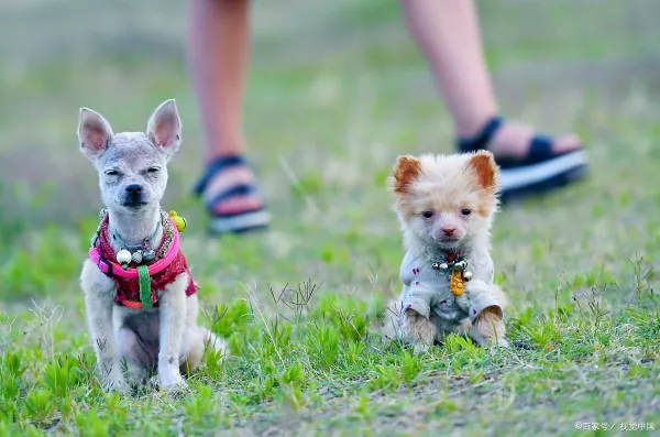 茶杯型贵宾犬外貌特征(南宁那里有泰迪熊茶杯型贵宾犬卖?)-第2张图片-贝灵顿wiki