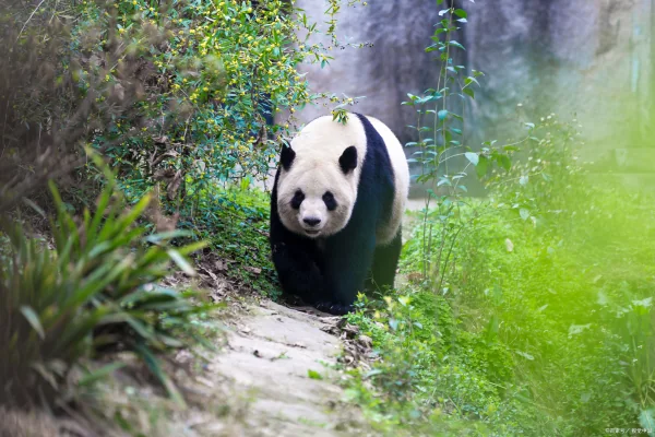 大熊猫吃人图片后果(大熊猫是哺乳动物吗(大熊猫吃人残忍图片))-第8张图片-贝灵顿wiki