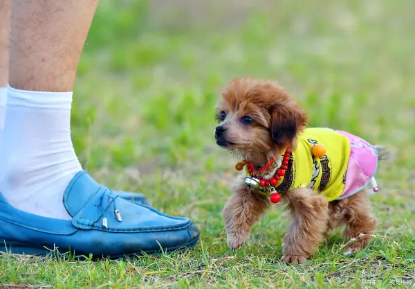 茶杯型贵宾犬外貌特征(南宁那里有泰迪熊茶杯型贵宾犬卖?)-第4张图片-贝灵顿wiki