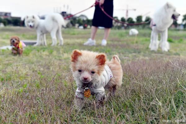 茶杯型贵宾犬外貌特征(南宁那里有泰迪熊茶杯型贵宾犬卖?)-第3张图片-贝灵顿wiki