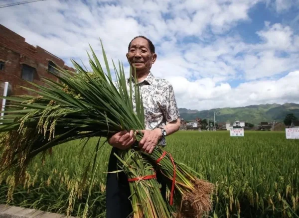 三亚市民献椰子悼念袁老,袁隆平爷爷在三亚有哪些足迹?-第21张图片-贝灵顿wiki