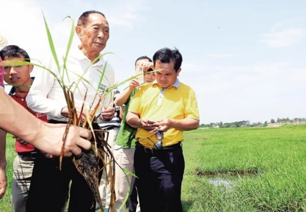 三亚市民献椰子悼念袁老,袁隆平爷爷在三亚有哪些足迹?-第4张图片-贝灵顿wiki